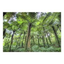 View of vegetation in Bali Botanical Gardens, Photo