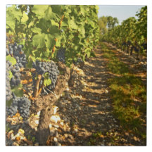 Vignes Cabernet sauvignon dans une rangée dans Carreau