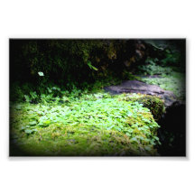 Vignette Bright Green Nature Conservatory Photographic Print