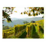 Vignoble Cartes Postales