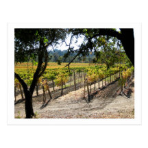 Vignoble de Sonoma Carte Postale