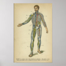 Vinatge Anatomy Print Nerves Arteries