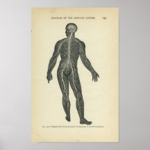 Vinatge Anatomy Print Nervous System