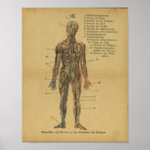 Vinatge German Anatomy Print Arteries Nerves
