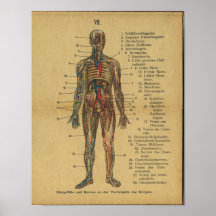 Vinatge German Anatomy Print Arteries Nerves