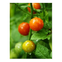 Vine Ripened Tomato Postcard