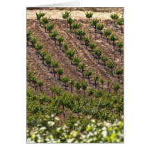 Vines In Field Cards