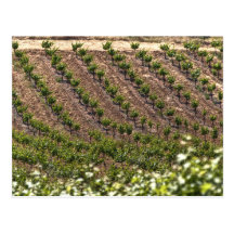 Vines In Field Postcards