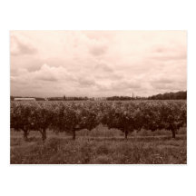 Vineyard 1 post cards