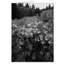Vineyard and Hills, Draper Vineyard, 1966 Greeting Card