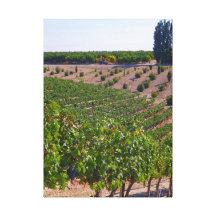 Vineyard Grapes Canvas Prints