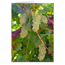 Vineyard Grapes Card