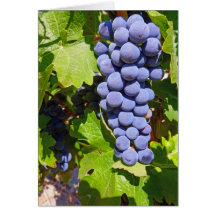 Vineyard Grapes Card