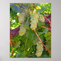 Vineyard Grapes Poster
