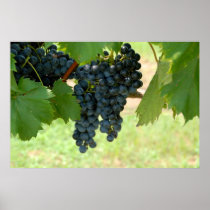 vineyard grapes posters