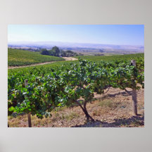 Vineyard Grapes Posters