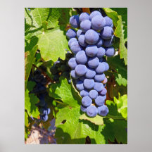 Vineyard Grapes Posters