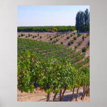Vineyard Grapes Print