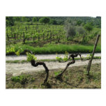 Vineyard in Chianti Region of Italy Post Cards