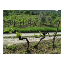 Vineyard in Chianti Region of Italy Post Cards