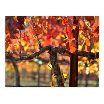 Vineyard in Fall Autumn Post Cards
