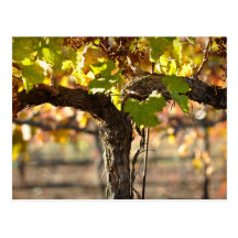 Vineyard in Fall Autumn Postcard
