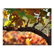 Vineyard in Fall Autumn Postcards