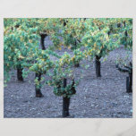 Vineyard, Napa Valley, California from the Forest Full Color Flyer