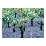 Vineyard, Napa Valley, California from the Forest Invite