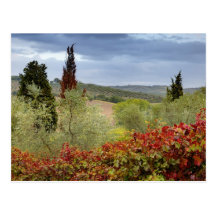 Vineyard near Montalcino, Tuscany, Italy Postcards