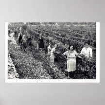 VINEYARD POSTER