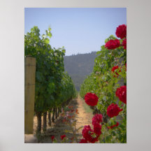 Vineyard Posters