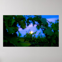 Vineyard Posters