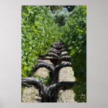 Vineyard Row Poster Print