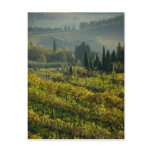 Vineyard, Tuscany, Italy Post Cards