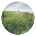 Vineyard - Vignoble (Bordeaux - France) 01 Plates