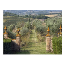 Vineyards, Tuscany, Italy Postcard
