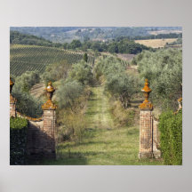 Vineyards, Tuscany, Italy Posters