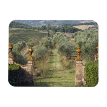 Vineyards, Tuscany, Italy Rectangular Magnets