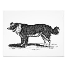 Vintage 1800s Border Collie Dog Illustration Photo Art