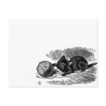 Vintage Alice in Wonderland black cat book drawing