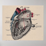 Vintage Anatomical Heart Diagram posters