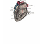 Vintage Anatomical Heart Diagram t-shirts