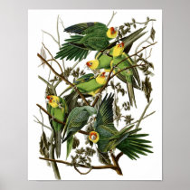 Vintage Audubon Carolina Parakeet Poster Print