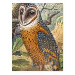 Vintage Barn Owl Painting Postcard