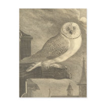 Vintage Barn Owl Postcards