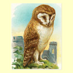 Vintage Barn Owl postcards
