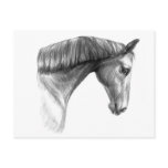 Vintage Beautiful Dark Horse Postcards