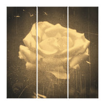Vintage Beautiful Pink Rose Canvas Prints