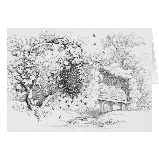 Vintage Bee Hives Cards